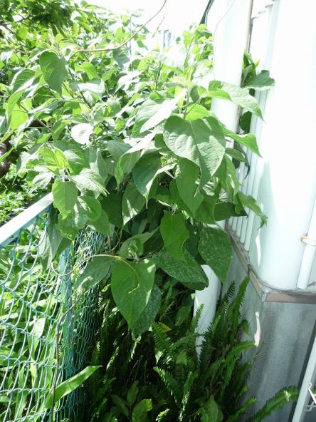 草取り工事【やねきハウスのリフォーム】（リフォーム前）