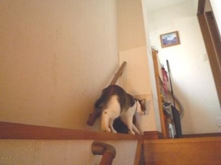 猫の爪とぎ及びジャンプによる　傷壁補修の犯人【やねきハウスのリフォーム】（リフォーム後）